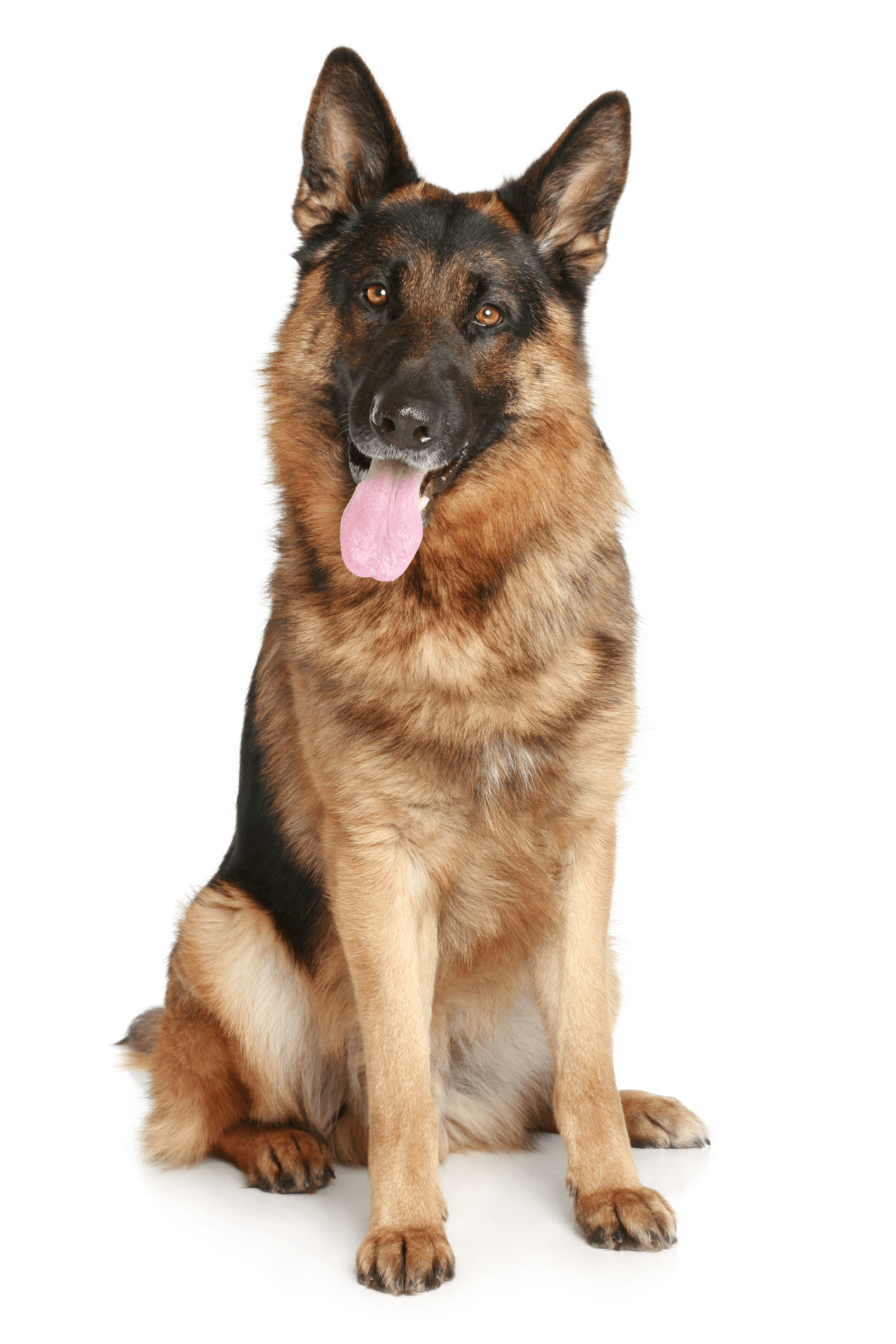 A Happy German Shepard!